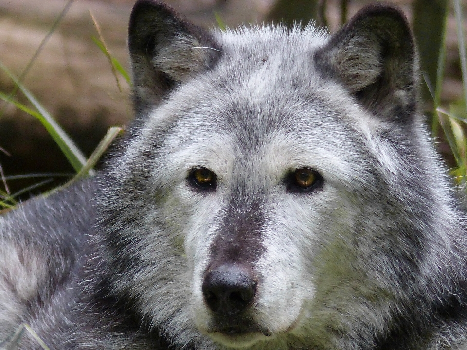 Nature forêt animal canin
