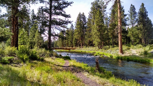 Landscape water nature forest Photo