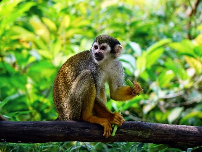 自然 森 野生動物 動物園 写真