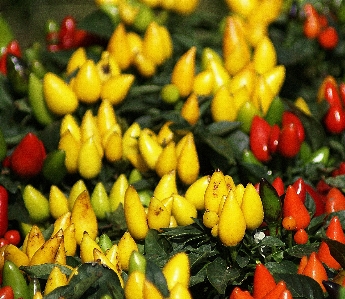 Foto Planta fruta flor alimento