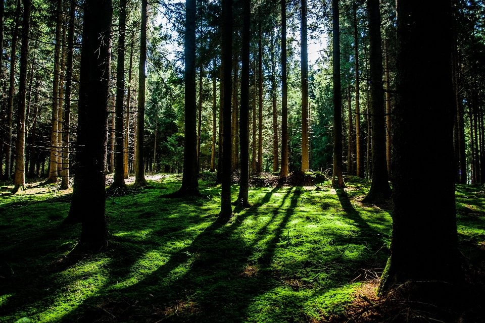 Landscape tree nature forest