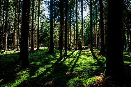 Landscape tree nature forest Photo