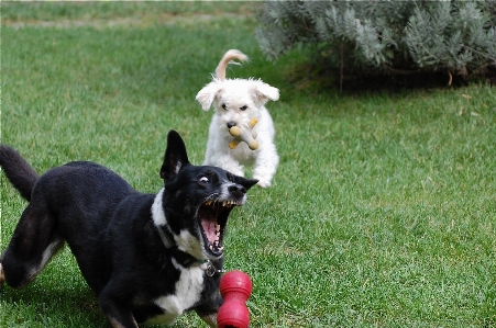 草 遊ぶ 子犬 犬 写真