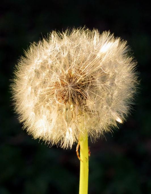 Natur gras anlage fotografie