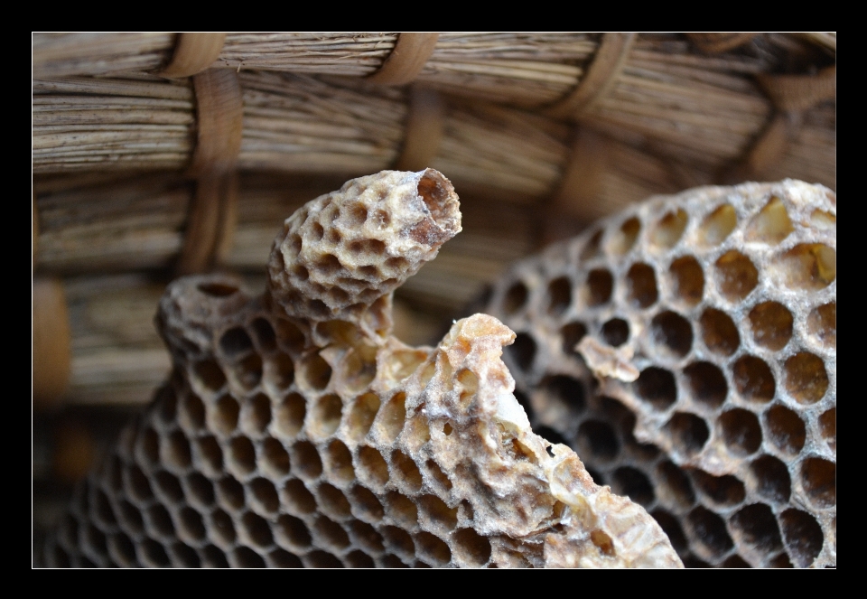 Nature honey pattern insect