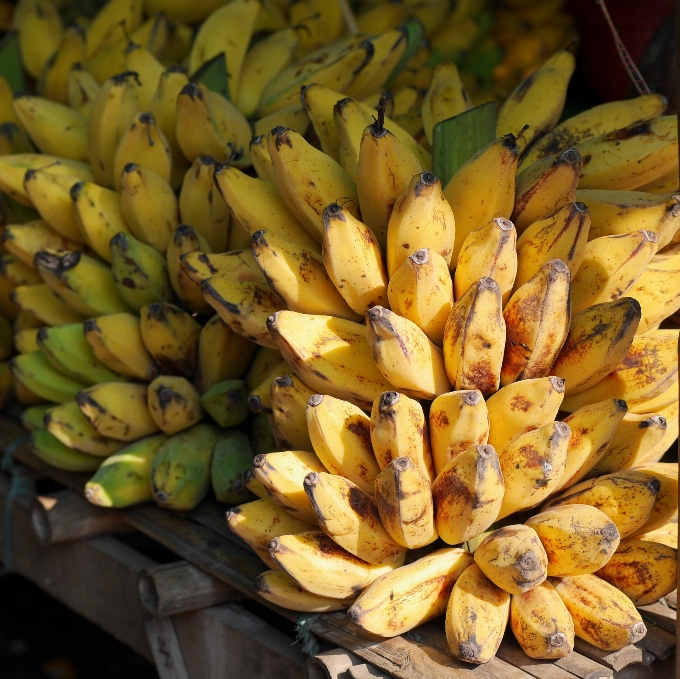 Plantar fruta flor comida