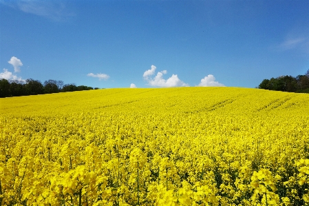 Landscape nature forest blossom Photo