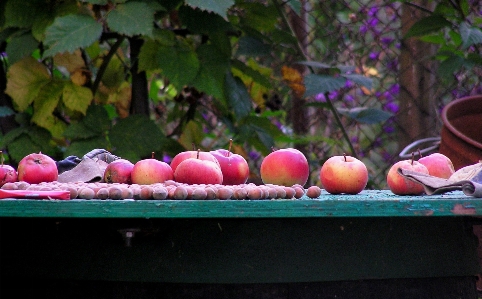 Apple branch plant fruit Photo