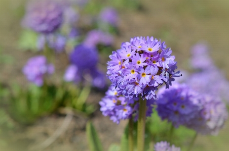 Blossom plant meadow flower Photo