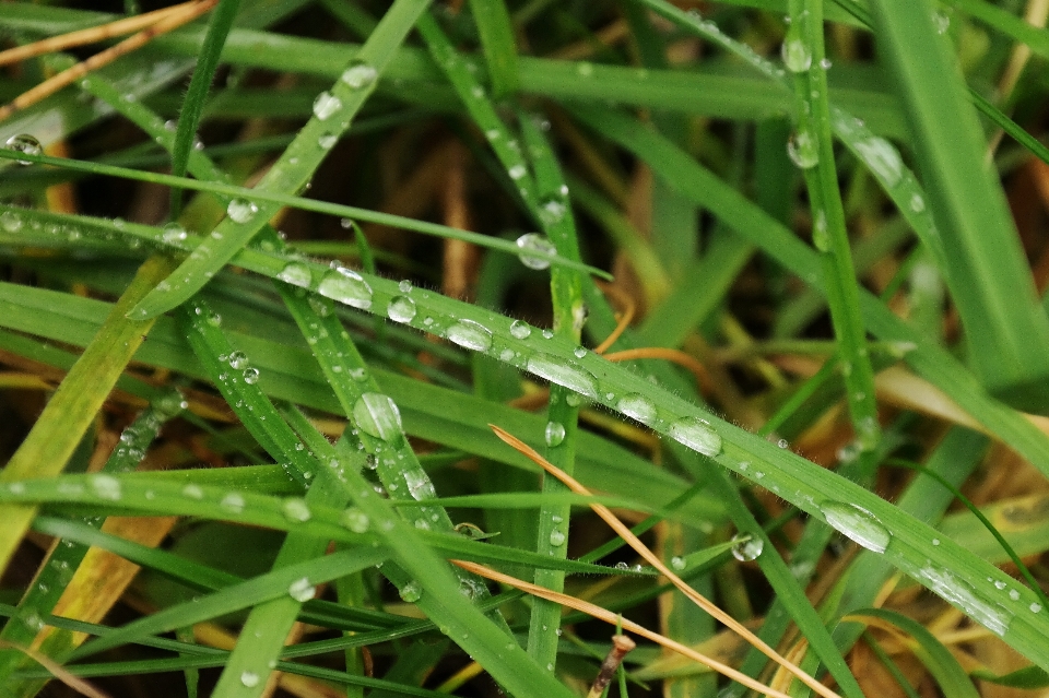 水 草 露 植物