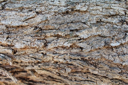 Tree nature rock branch Photo