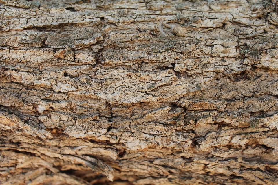 Baum natur rock anlage