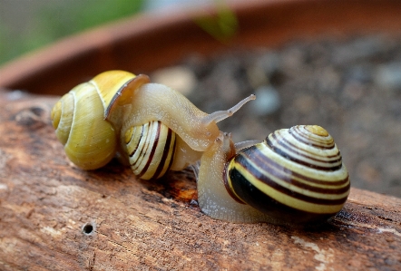 Foto Amor beijo réptil fechar