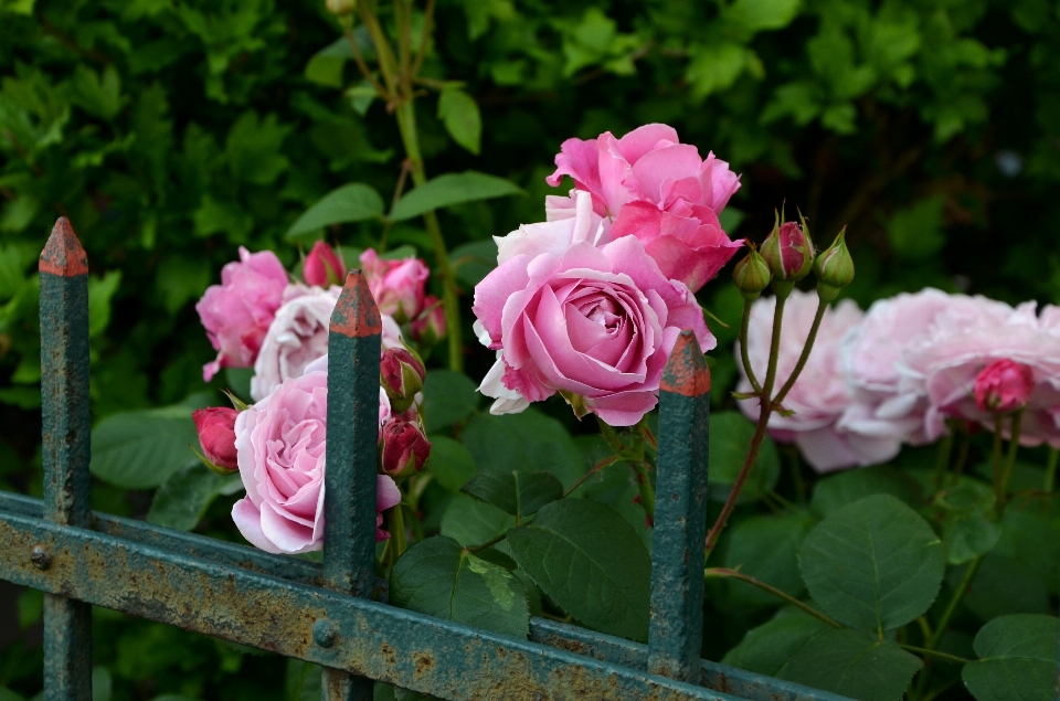 Blossom fence plant flower