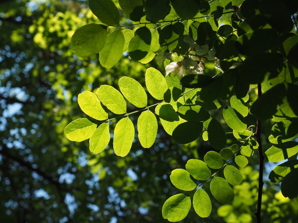 Drzewo natura oddział światło