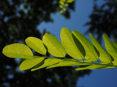 Tree nature grass branch Photo