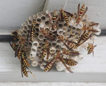 Foto Modello insetto invertebrato a strisce