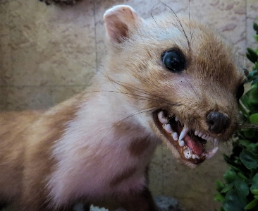 Foto Animal mamífero raposa predador