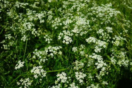 Plant white flower food Photo