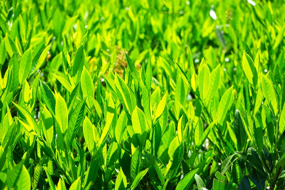 草 植物 场地 草地