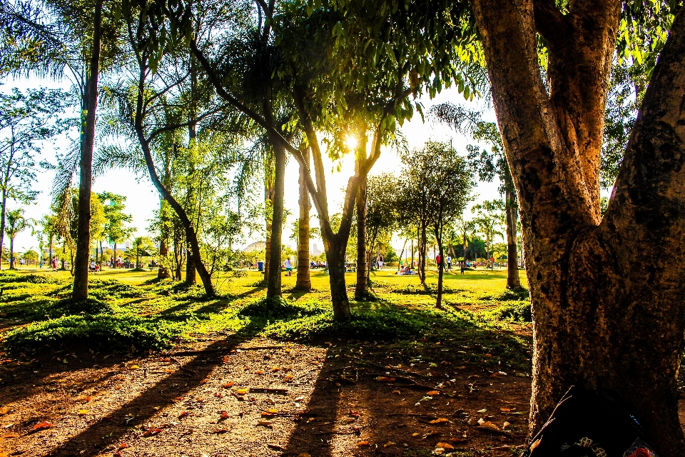 Landscape tree nature forest