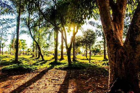 Landscape tree nature forest Photo