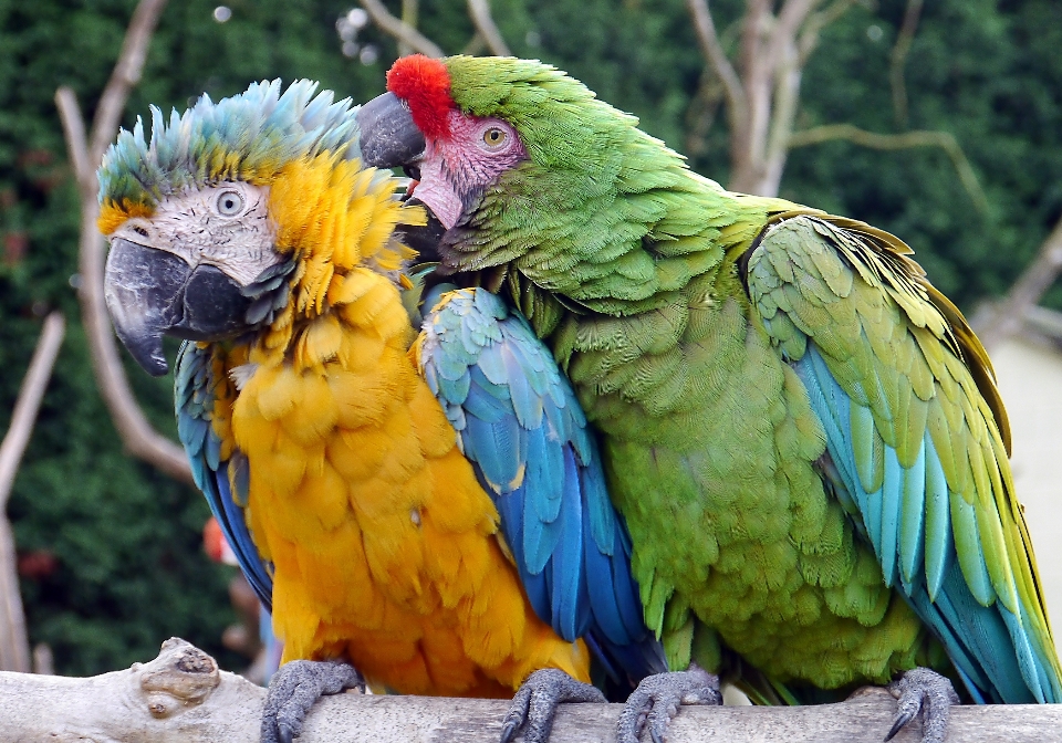 Natura all'aperto selvaggia
 uccello