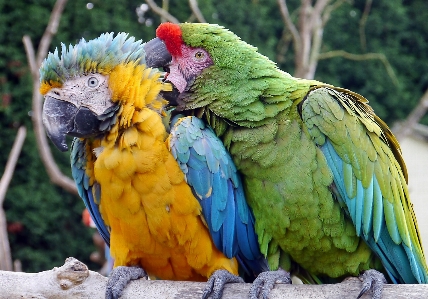 自然 アウトドア 荒野
 鳥 写真