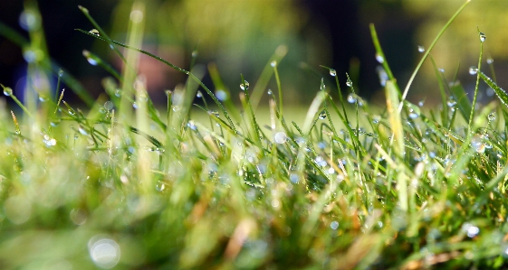 Water nature grass branch Photo