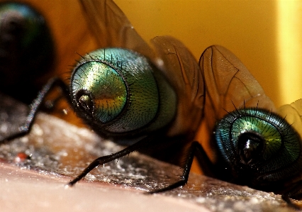 Foto Fotografia voar animais selvagens verde