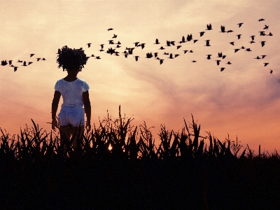 Grass silhouette cloud sky Photo