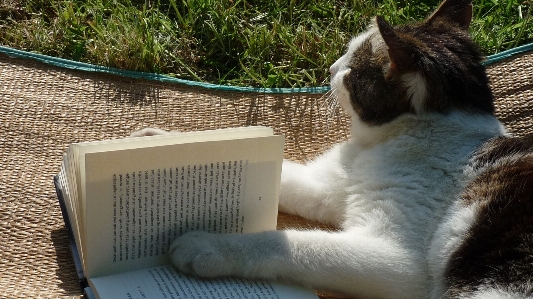 Book reading cat mammal Photo