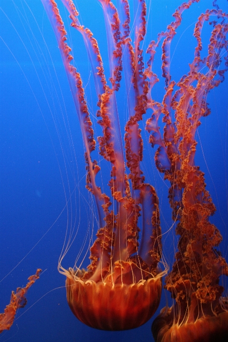 Mar água oceano embaixo da agua