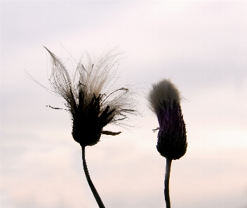 Photo Herbe oiseau aile la photographie