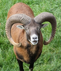 Animal wildlife horn pasture Photo