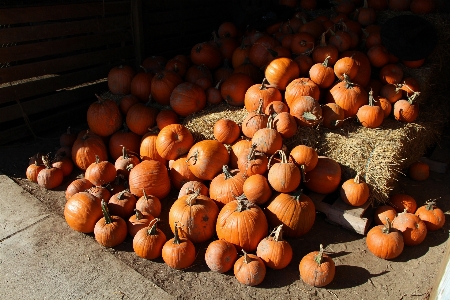 Plant farm fall country Photo