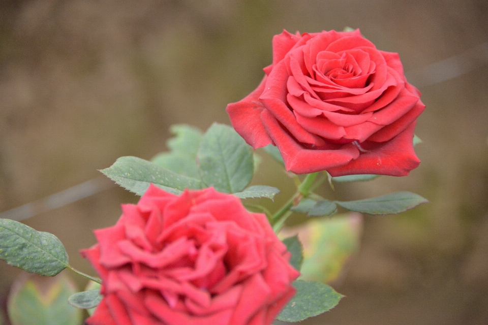 Anlage blume blütenblatt liebe