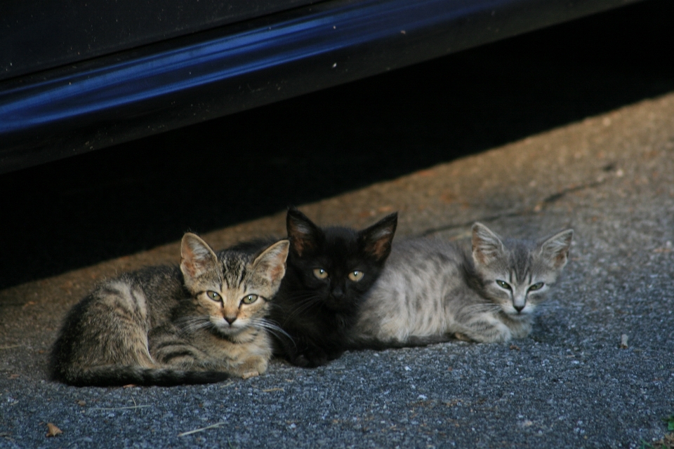 Cute young kitten cat