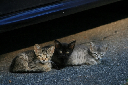 Cute young kitten cat Photo