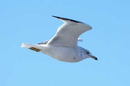 Nature bird wing sky Photo