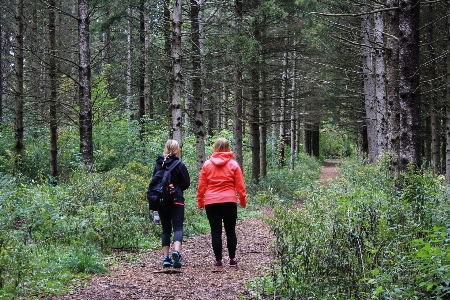 Tree forest path wilderness Photo