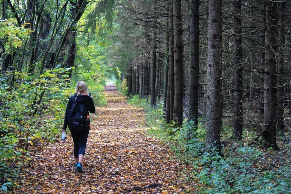 Baum wald weg wildnis
