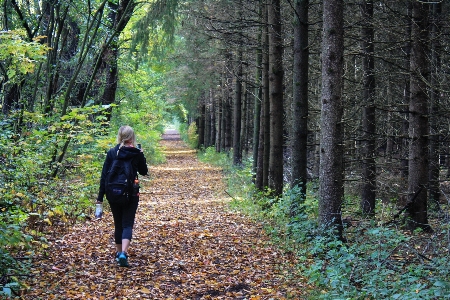 Tree forest path wilderness Photo