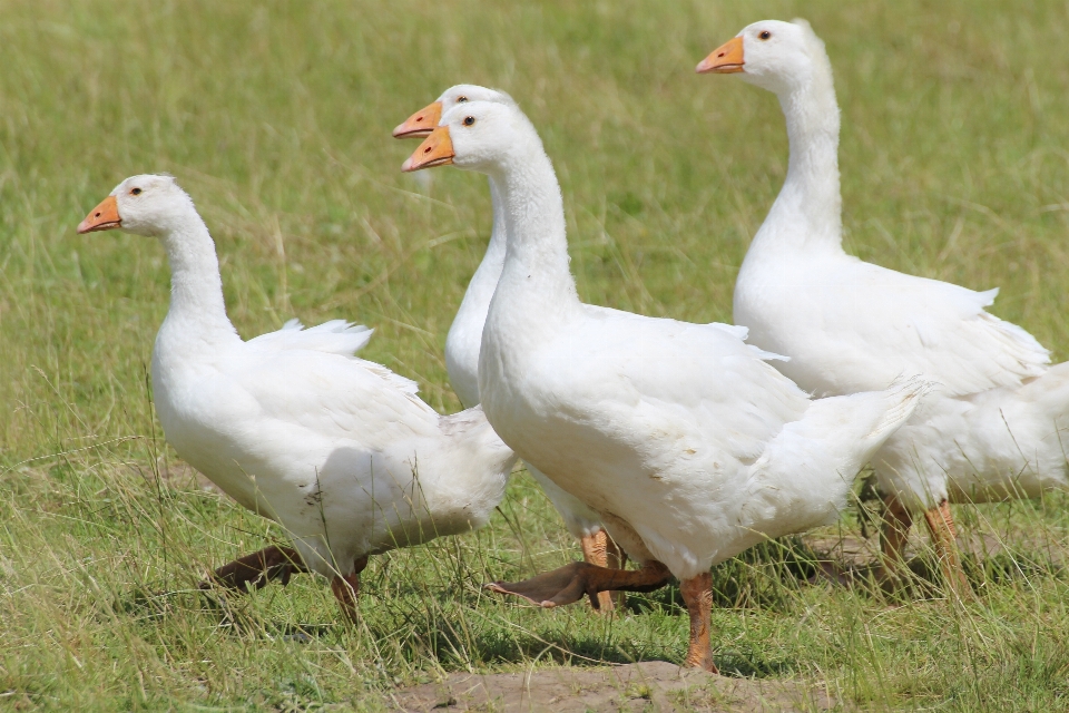 Pássaro asa branco animal