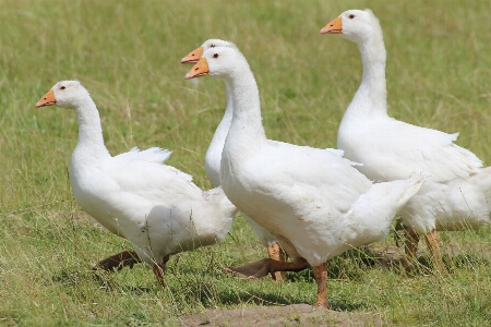 鳥 羽 白 動物 写真