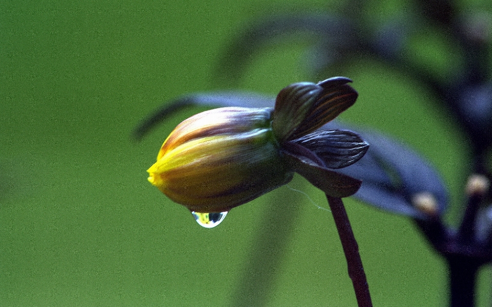 Nature fleurir usine la photographie