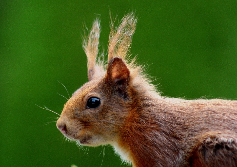 自然 かわいい 野生動物 毛皮