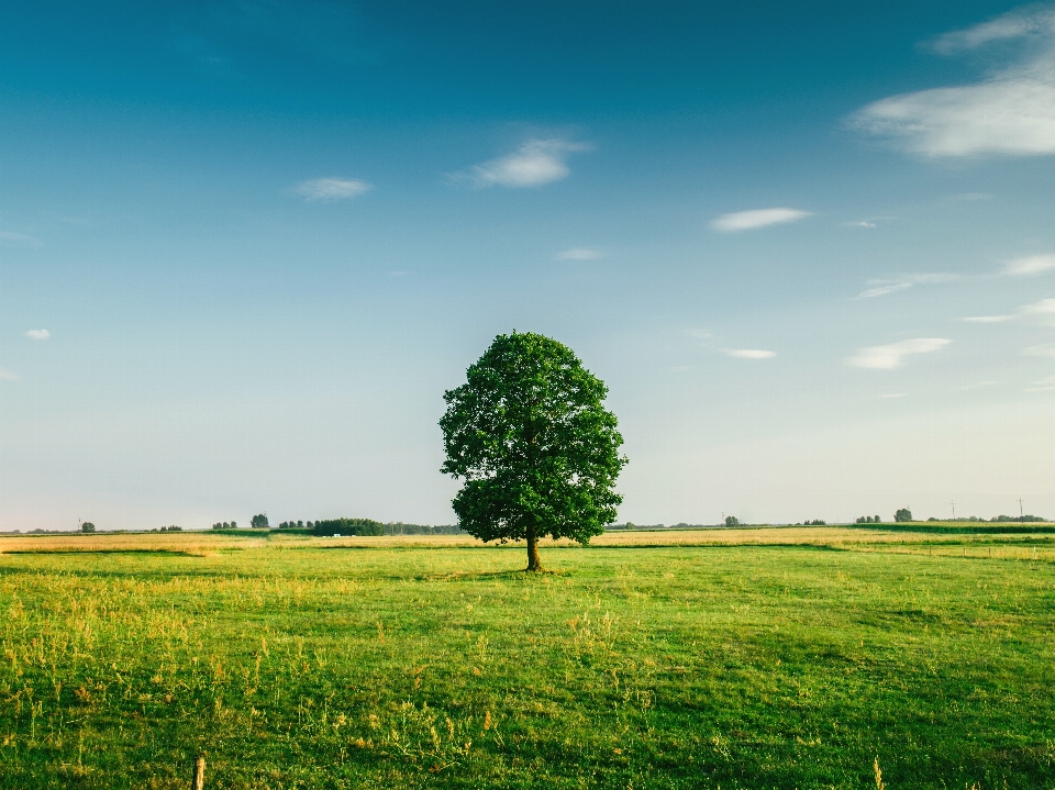 Paisagem árvore natureza grama