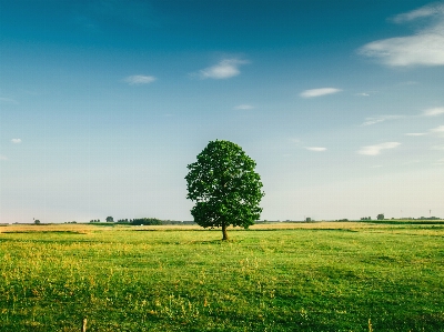 Landscape tree nature grass Photo