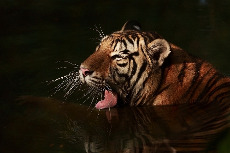 Foto Animais selvagens mamífero fauna bigodes
